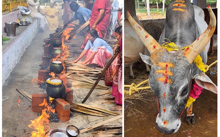Pongal Celebrations at Vivekananda Kendra Headquarters