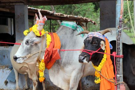 Pongal Celebrations at Vivekananda Kendra Headquarters